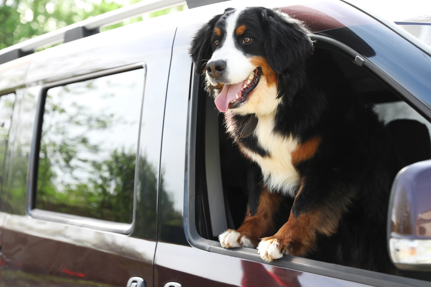 Jeep Cherokee Dog Safety Belt for Bernese Mountain Dogs