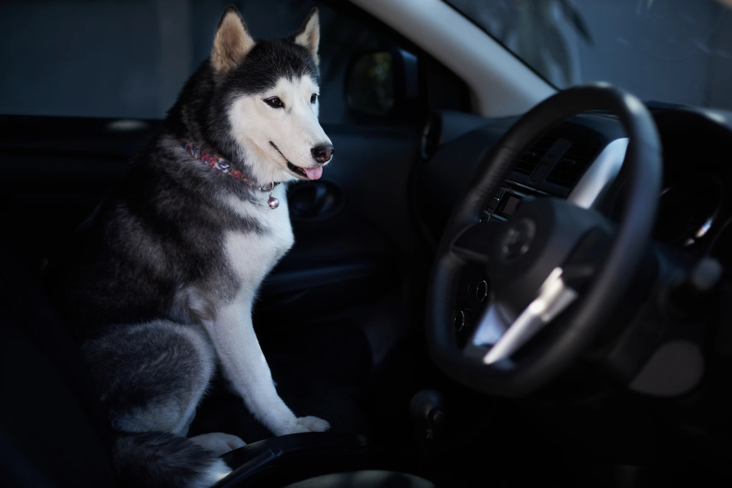 Jeep Wrangler Dog Safety Belt for Siberian Huskies