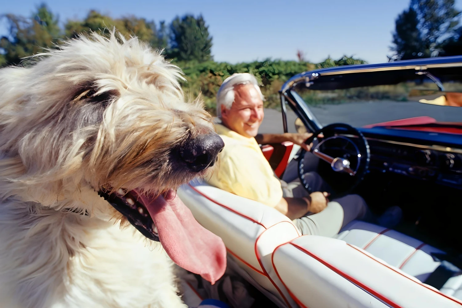 Acura MDX Dog Safety Belt for Irish Wolfhounds