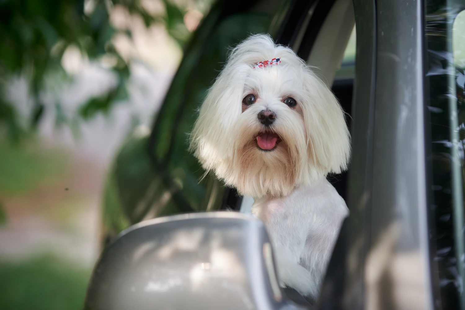 Hyundai Santa Fe Dog Safety Belt for Maltese