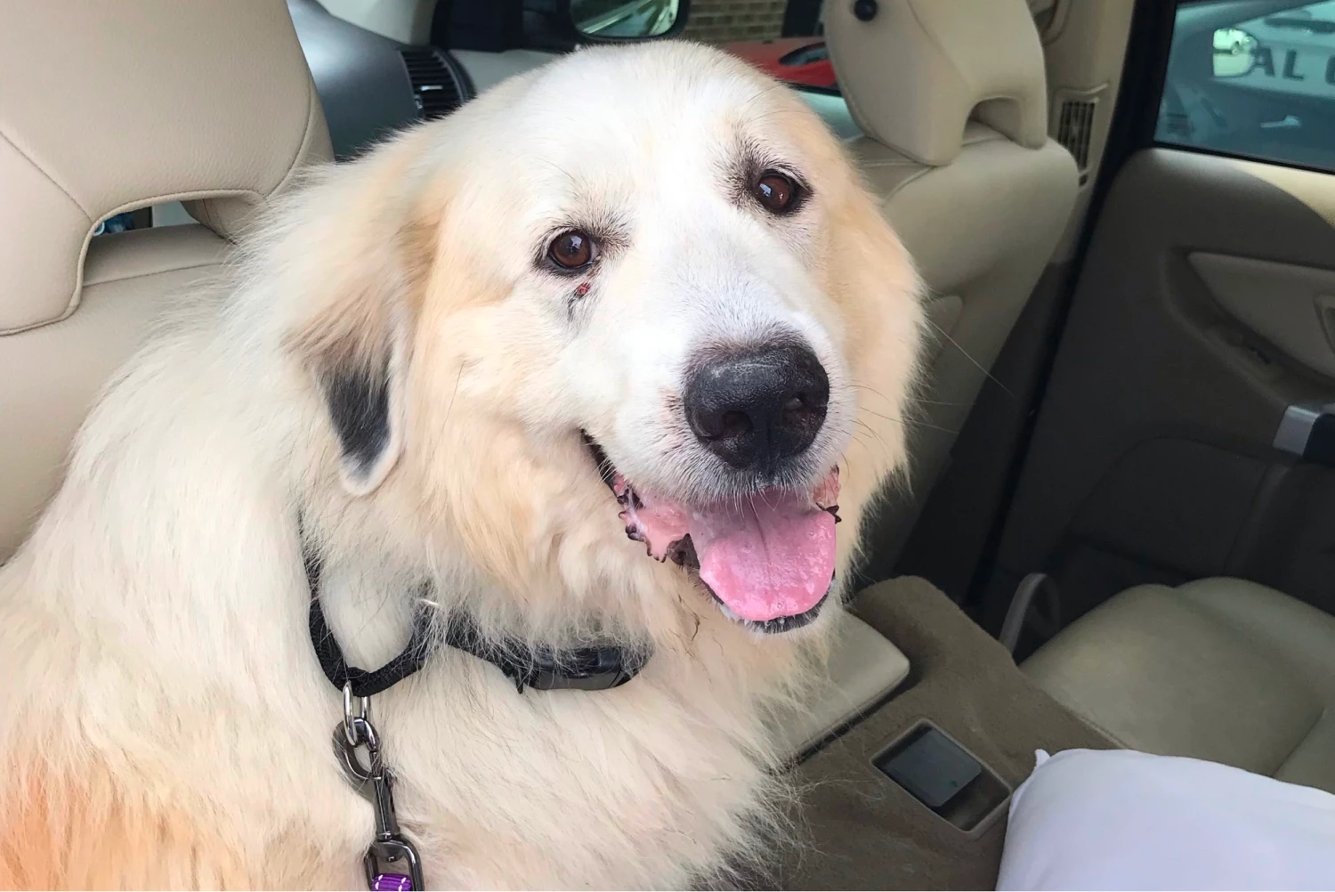 Mercedes-Benz C-Class Dog Safety Belt for Great Pyrenees