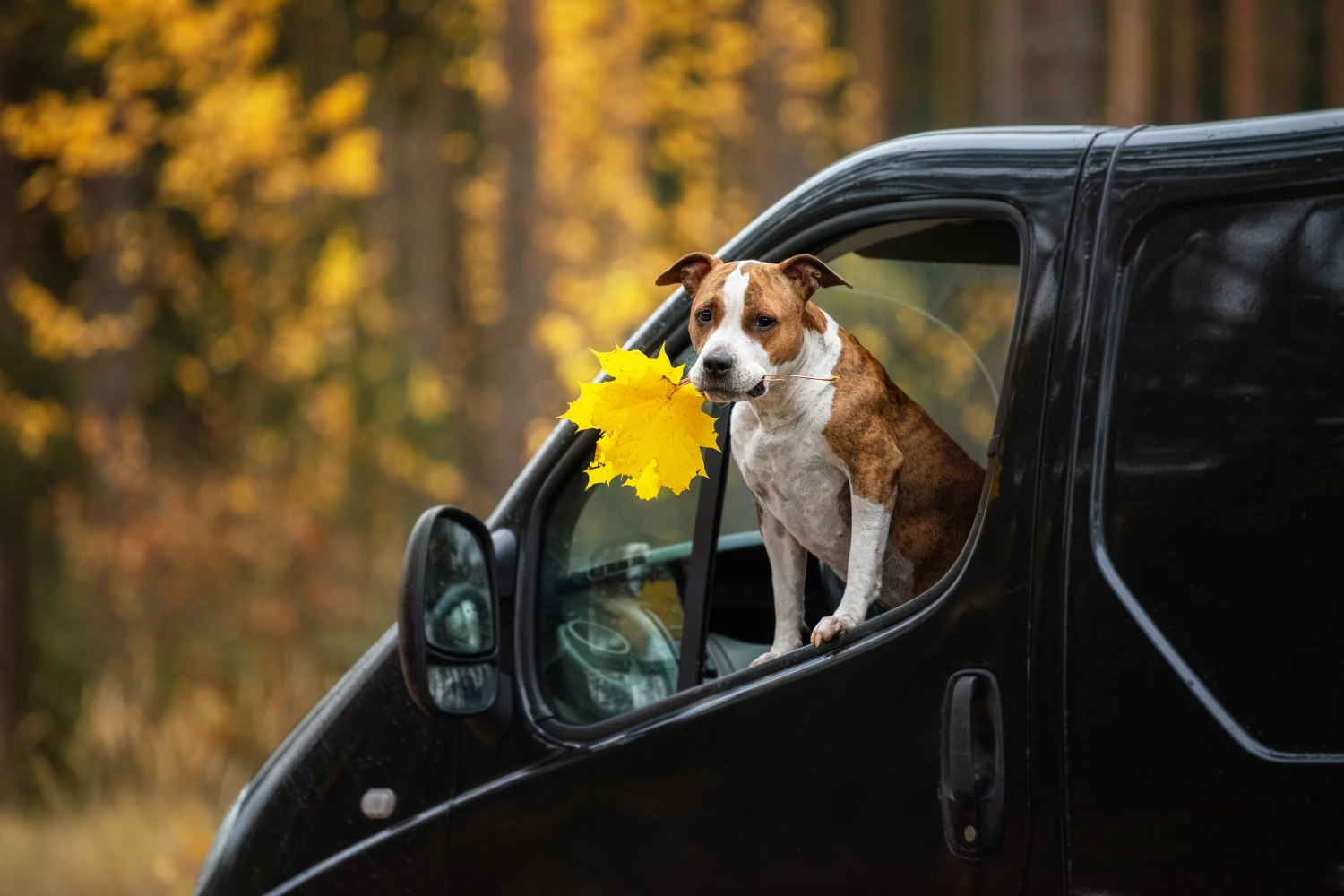 Toyota Sienna Dog Safety Belt for Staffordshire Bull Terriers