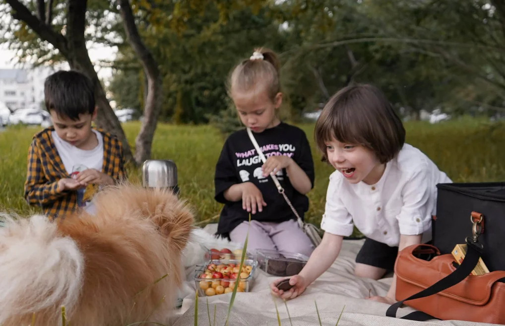 fold up picnic blanket